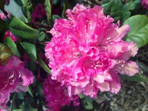 Rhododendron im Wildpark Müden