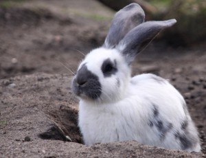 Kaninchen im Wildpark Müden