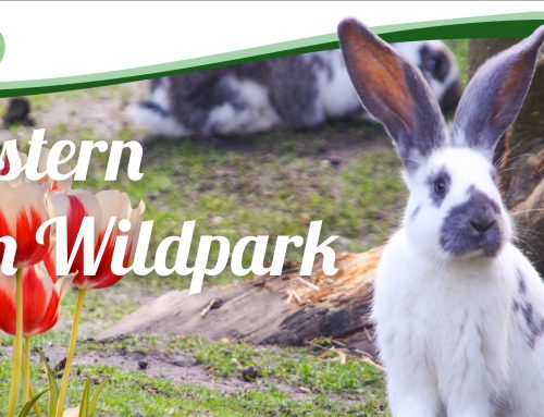 Osteraktion im Wildpark Müden am 17. und 18. April 2022