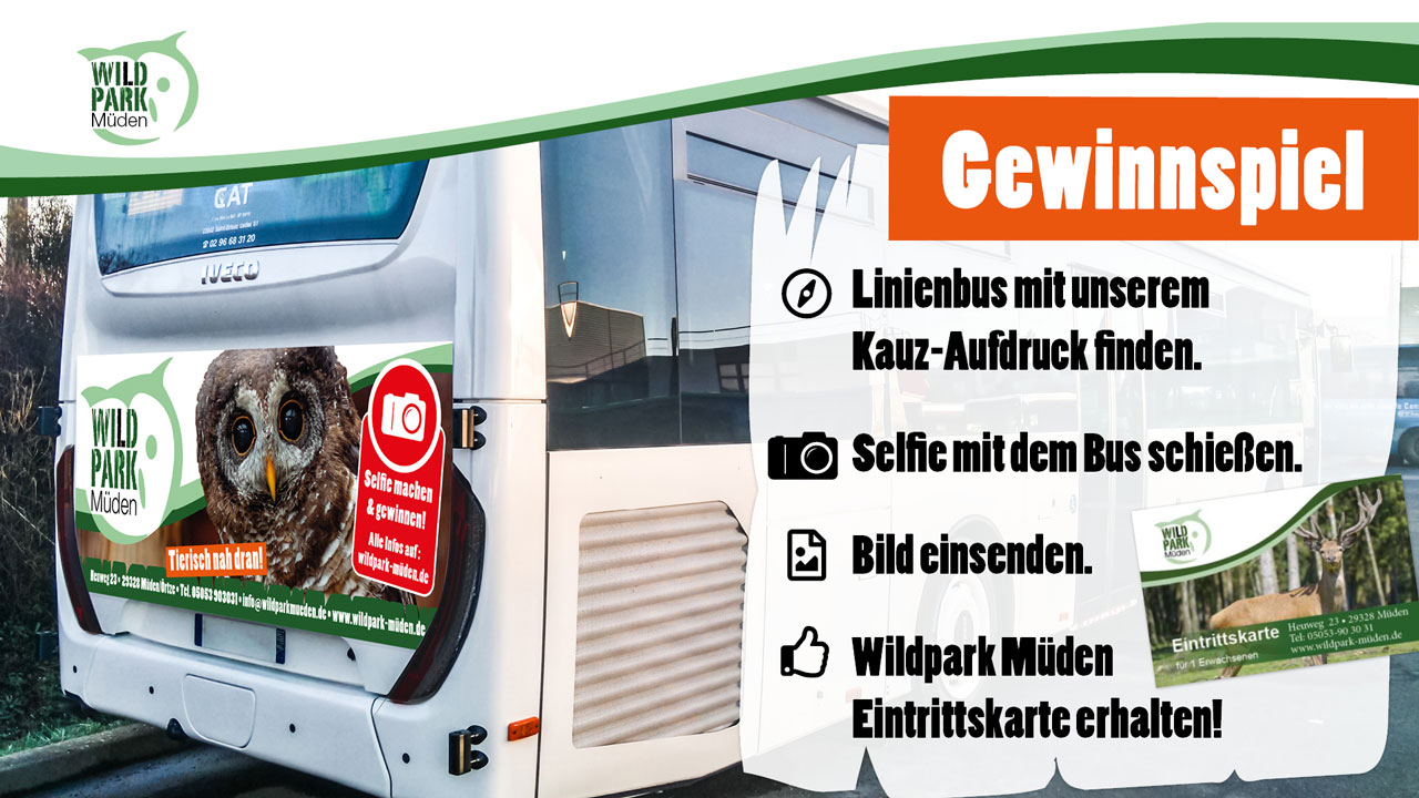 Gewinnspiel Wildpark Müden Bus