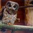 Afrika Waldkauz Wildpark Müden