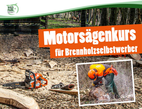 Motorsägen lernen am 20. + 21. November im Wildpark Müden