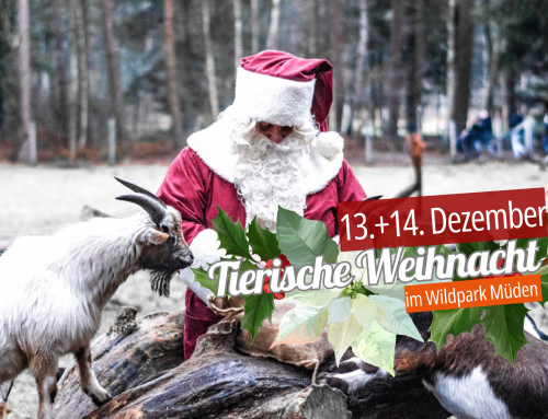Tierische Weihnacht im Wildpark Müden