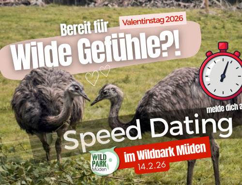 Speeddating im Wildpark Müden
